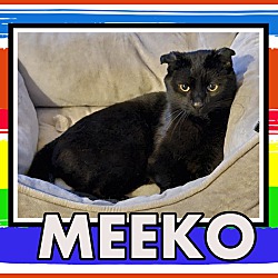 Photo of Meeko