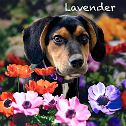 Thumbnail photo of Lavender #2