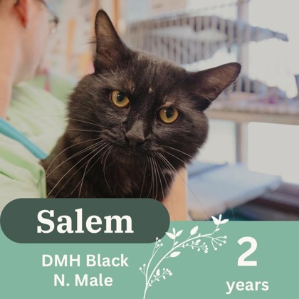 Photo of Salem
