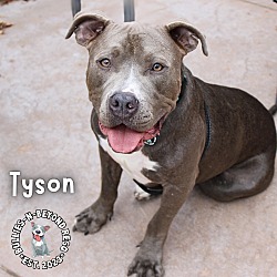 Thumbnail photo of Tyson #2