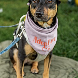 Thumbnail photo of Lexi (Foster-To-Adopt) #4