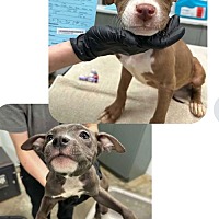 adopt a pet
