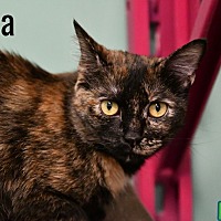 adopt a pet
