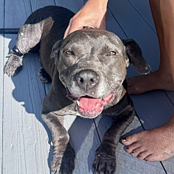 Gloria (waived adoption fee)