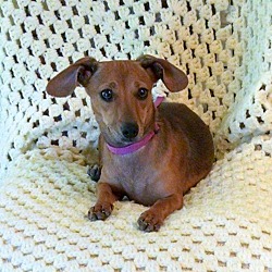 Photo of Gretchen doxie mix puppy