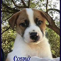 Thumbnail photo of Cosmo #2