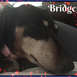 Thumbnail photo of Bridgette #1