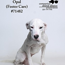 Thumbnail photo of Opal  (Foster Care) #3