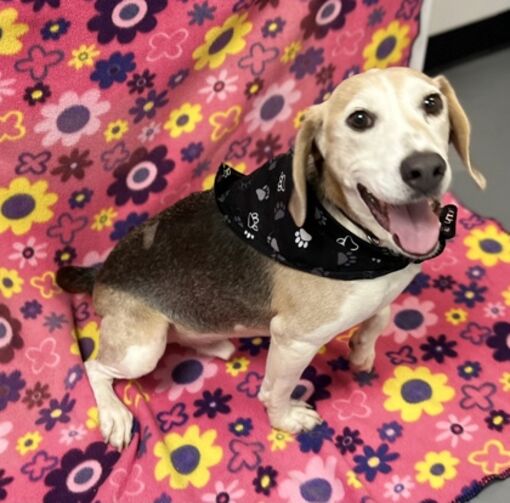 Bowling Green, KY Beagle. Meet Marvin HW+ a Pet for Adoption