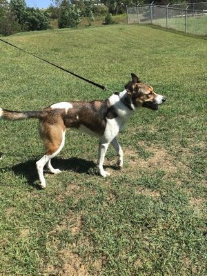 Eau Claire, WI - Mixed Breed (Large). Meet MAGGIE a Pet for Adoption
