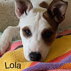 Photo of LOLA