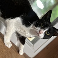 adopt a pet