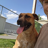 adopt a pet