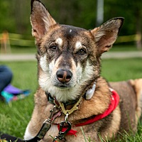 adopt-pet