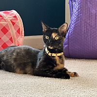 adopt-pet