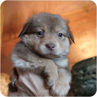 Australian Shepherd Lab Mix Puppies For Sale In California