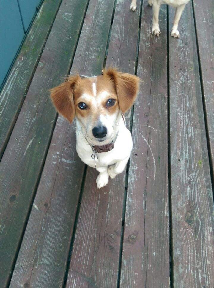 Seattle Wa Jack Russell Terrier Meet Lokki A Pet For Adoption