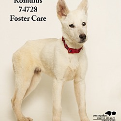 Thumbnail photo of Romulus (Foster Care) #4