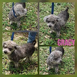 Thumbnail photo of GRACY #1