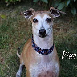 Thumbnail photo of Vino #2