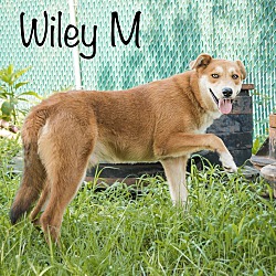 Thumbnail photo of Wiley #2