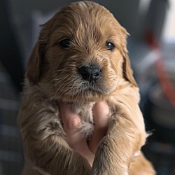Thumbnail photo of *Coquis Puppies - Rufus #2