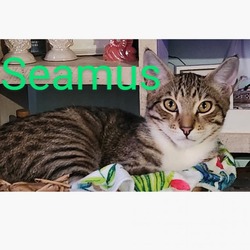 Thumbnail photo of Seamus #3