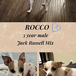 Photo of ROCCO - 3 YEAR JACK RUSSELL