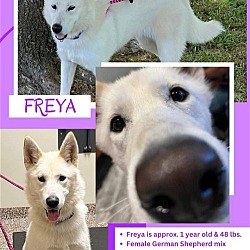 Thumbnail photo of Freya #2