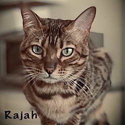 Thumbnail photo of Rajah #1