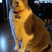 adopt a pet