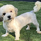 Adopt A Pet :: SUGAR LILLY - Escondido, CA
