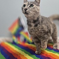 adopt a pet