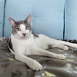 bonded pet photo