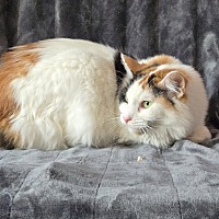 adopt-pet