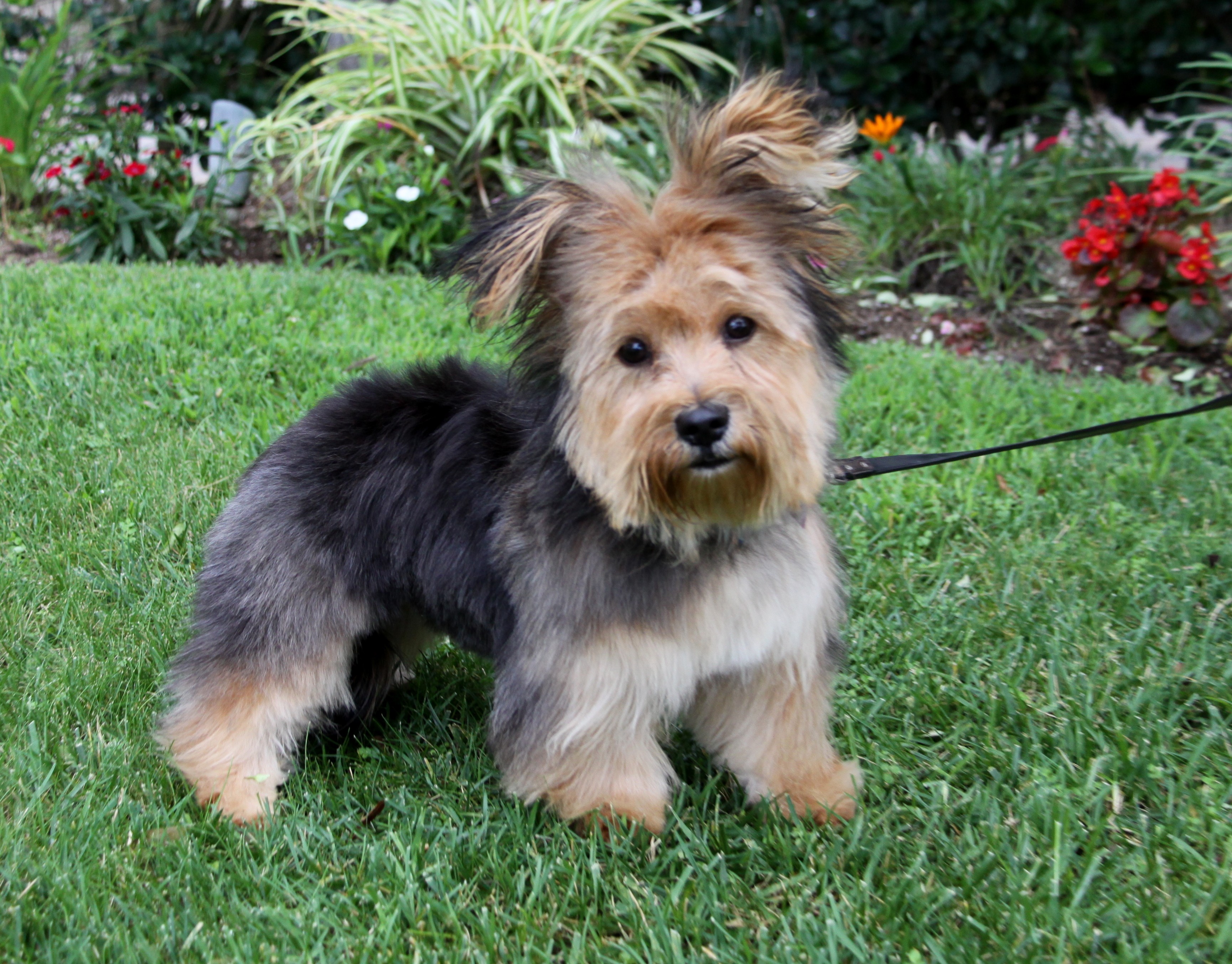peanut the yorkie