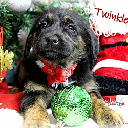 Thumbnail photo of Twinkles~adopted! #4