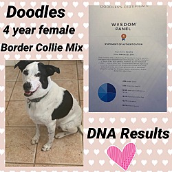 Thumbnail photo of DOODLES 4 YEAR BORDER COLLIE #2