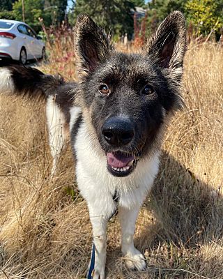 Lynnwood, WA - Akita/Collie. Meet Asher a Pet for Adoption - AdoptaPet.com