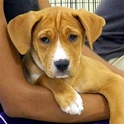 Photo of Carmen**ADOPTED**