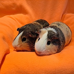 Photo of Rascal and Mischief