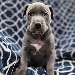 Photo of MIC Drop - M Litter - AVAILABLE