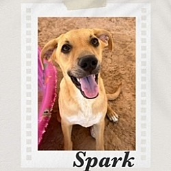 Thumbnail photo of Spark #1