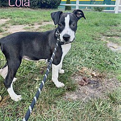 Thumbnail photo of Lola in CT #2