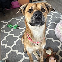 adopt a pet