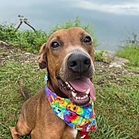 adopt a pet