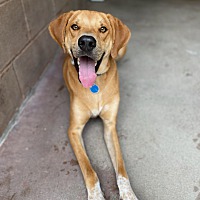 adopt a pet