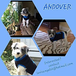 Thumbnail photo of Andover-MEET HIM #3