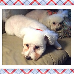 Thumbnail photo of Adopted!!Jazz & Ace - OK #2