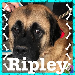 Photo of Ripley